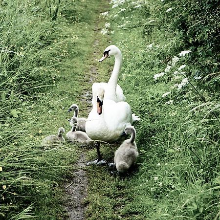 Duck Terrace With Gym Duckling Stays Kibworth Harcourt Luaran gambar
