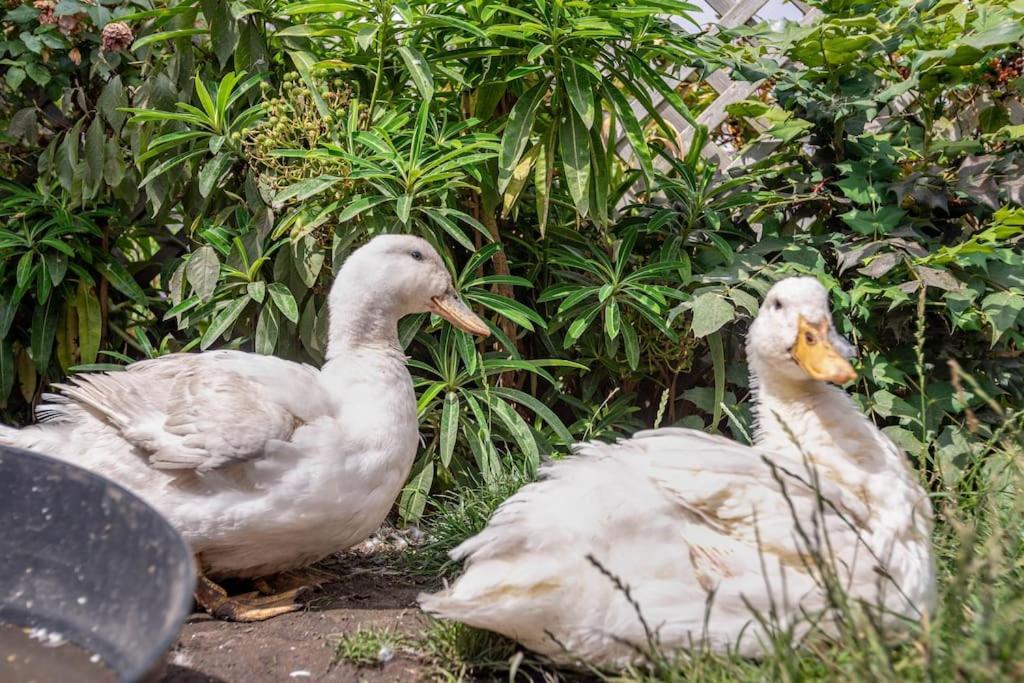 Duck Terrace With Gym Duckling Stays Kibworth Harcourt Luaran gambar