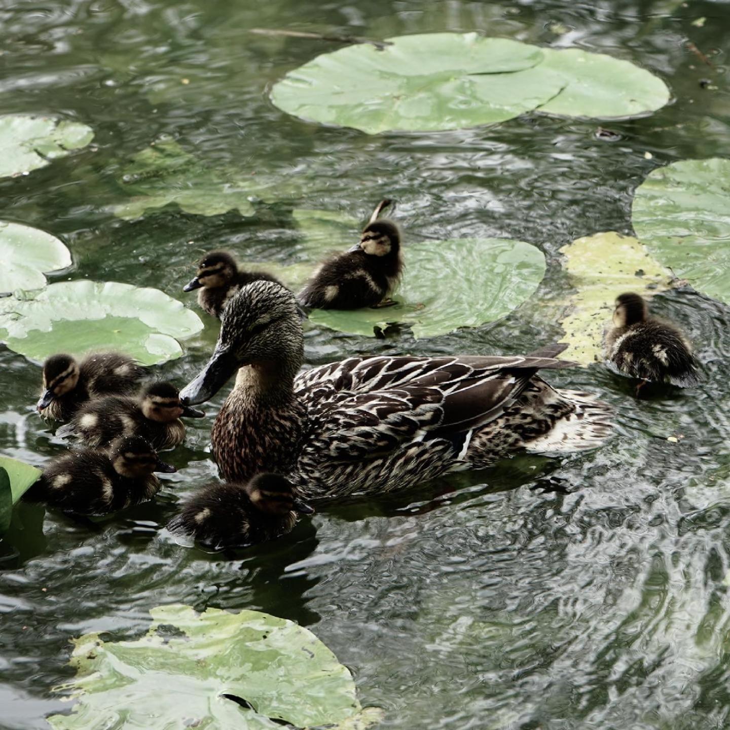 Duck Terrace With Gym Duckling Stays Kibworth Harcourt Luaran gambar